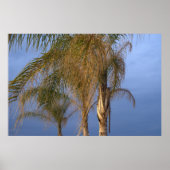 Palmen blühen im Sommer Poster (Vorne)