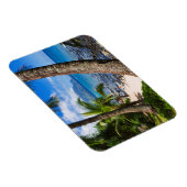 Palmen entlang des Hideaways Beach Magnet (Rechte Seite)