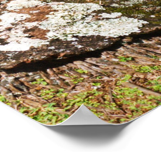 Palmen entlang des Hideaways Beach Poster (Ecke)