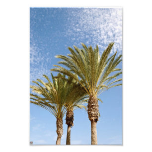 Palmen Fotodruck