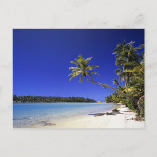 Palmen gesäumter Strand Cookinseln 5 Postkarte