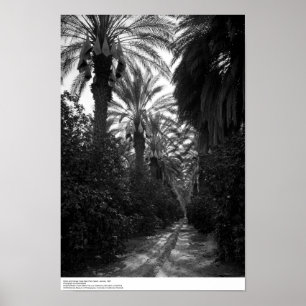 Palmen und Orangenbäume nähern sich Desert, 1966 Poster