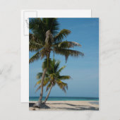 Palmen und weißer Sandstrand Postkarte (Vorne/Hinten)