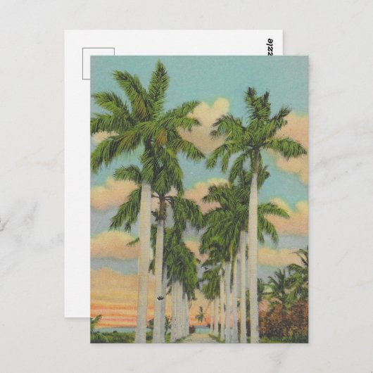 Palmen von Florida Postkarte (Vorne/Hinten)