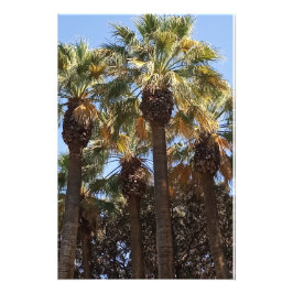 Palmen zur Erweiterung des Fotos Fotodruck