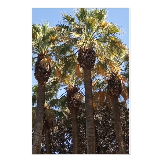 Palmen zur Erweiterung des Fotos Fotodruck (Vorne)