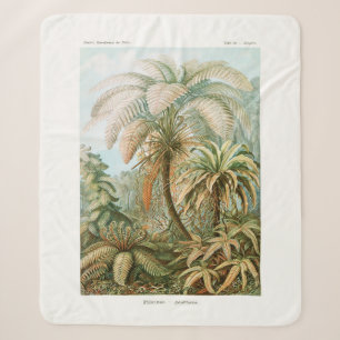 Palmenbaum Ernst Haeckel Sherpadecke