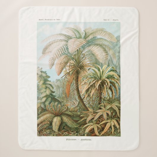 Palmenbaum Ernst Haeckel Sherpadecke (Vorderseite)