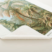 Palmenbaum Ernst Haeckel Sherpadecke (3/4)