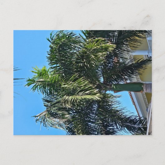 Palmenbaum Postkarte (Vorderseite)
