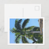 Palmenbaum Postkarte (Vorne/Hinten)