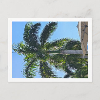 Palmenbaum Postkarte