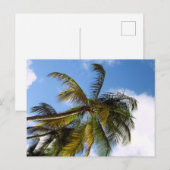 Palmenbaum Postkarte (Vorne/Hinten)