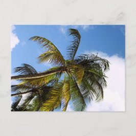 Palmenbaum Postkarte