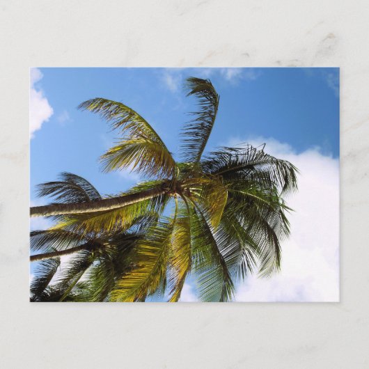 Palmenbaum Postkarte (Vorderseite)