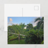 Palmenbaum Postkarte (Vorne/Hinten)