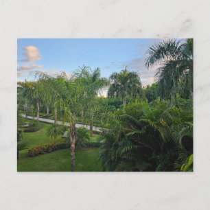 Palmenbaum Postkarte