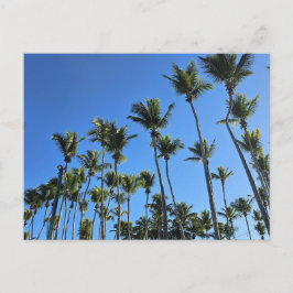 Palmenbaum-Postkarte Postkarte