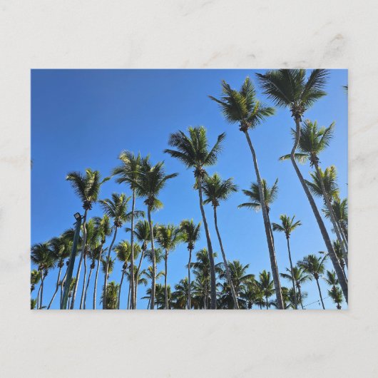 Palmenbaum-Postkarte Postkarte (Vorderseite)