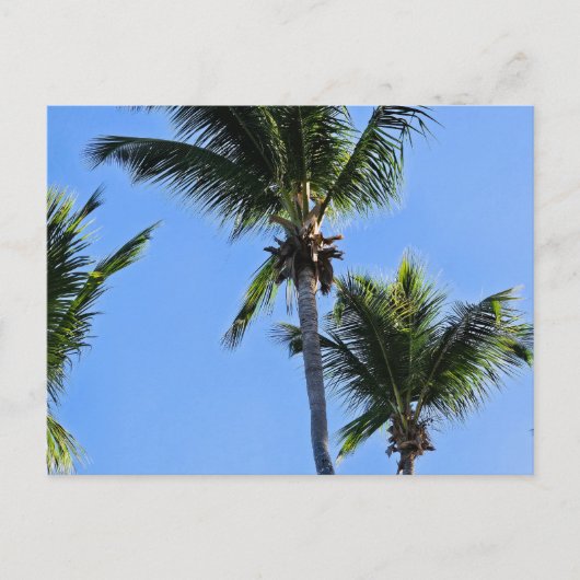 Palmenbaum-Postkarte Postkarte (Vorderseite)