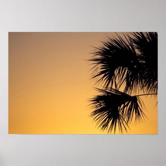 Palmenbaum, Sonnenaufgang, Florida Poster (Vorne)