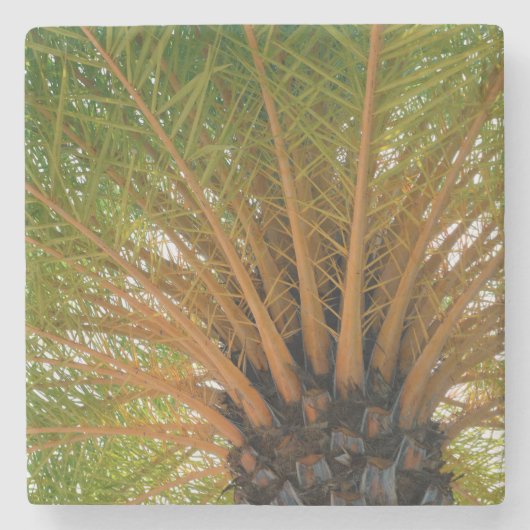 Palmenbaum Unterseite Steinuntersetzer (Vorderseite)