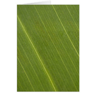 Palmenblatt