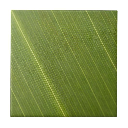 Palmenblatt Fliese (Vorderseite)