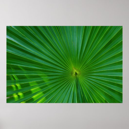 Palmenblatt nah poster (Vorne)