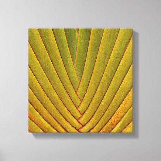 Palmenblätter Leinwanddruck (Vorderseite)