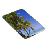 Palmengesäumter Strand Cook Inseln 3 Magnet (Rechte Seite)