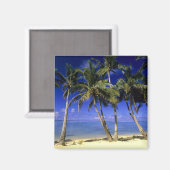 Palmengesäumter Strand Cook Inseln 4 Magnet (Vorderseite/Rückseite)