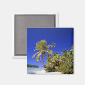 Palmengesäumter Strand Cook Inseln 7 Magnet (Vorderseite/Rückseite)