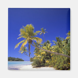 Palmengesäumter Strand Cook Inseln 7 Magnet