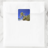 Palmengesäumter Strand Cook Inseln 7 Quadratischer Aufkleber (Tasche)