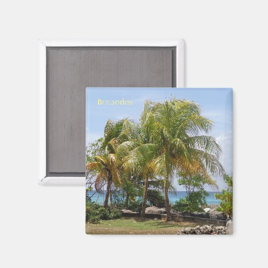 Palmenmagnet in Barbados Magnet (Vorderseite/Rückseite)