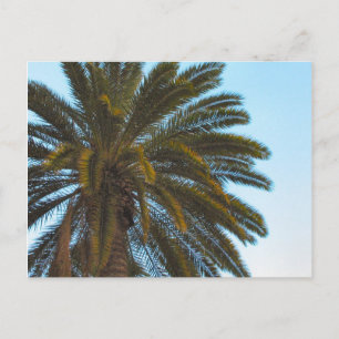 Palmenpostkarte Postkarte