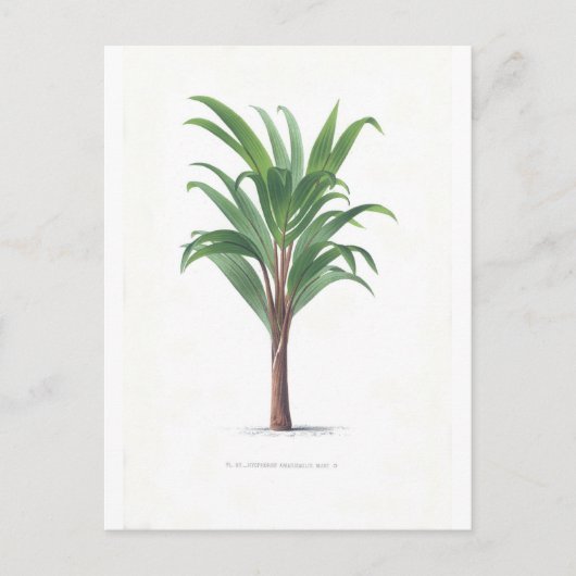 Palmensammlung - Zeichn III Postkarte (Vorderseite)
