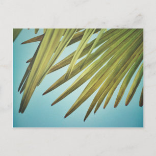 Palmenwedel am Sommerhimmel Postkarte