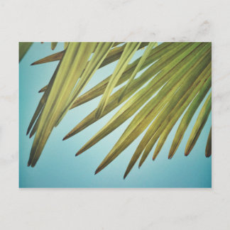 Palmenwedel am Sommerhimmel Postkarte