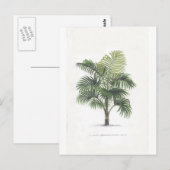 Palmenzeichnungen Sammlung Postkarte (Vorne/Hinten)