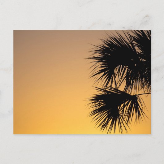 Palmetto Tree at Sunrise, Florida Postkarte (Vorderseite)
