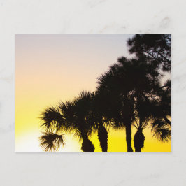 Palmetto und Pine Tree Sunrise, Port St. Lucie, FL Postkarte