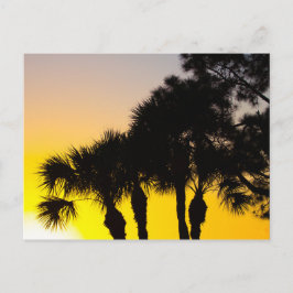 Palmetto und Pine Tree Sunrise, Port St. Lucie, FL Postkarte