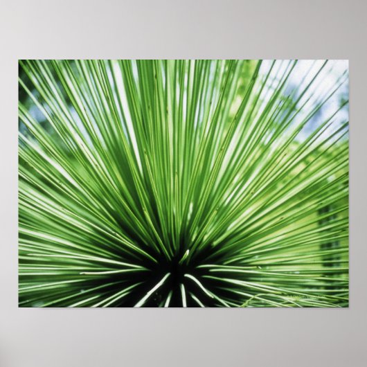 Palmfront, nah poster (Vorne)