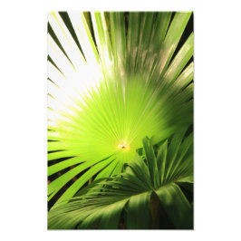 Palmfronten im Sonnenlicht, tropische Landschaft Fotodruck