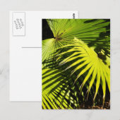 Palmfronten Postkarte (Vorne/Hinten)