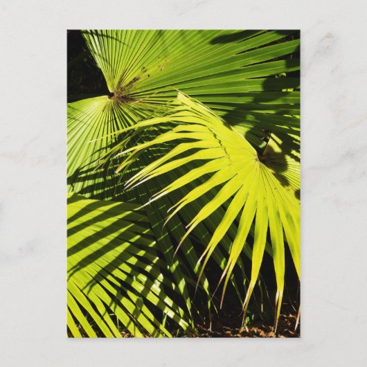 Palmfronten Postkarte (Vorderseite)