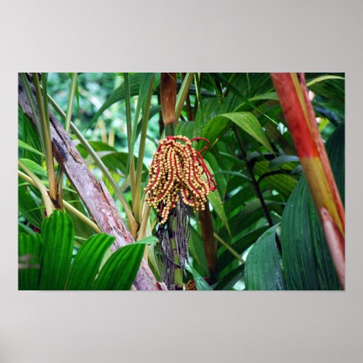 Palmfrucht in Hawaii Poster (Vorne)