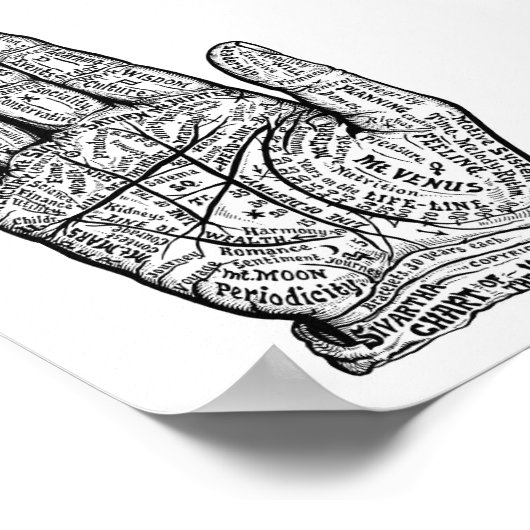 Palmitie Poster (Ecke)